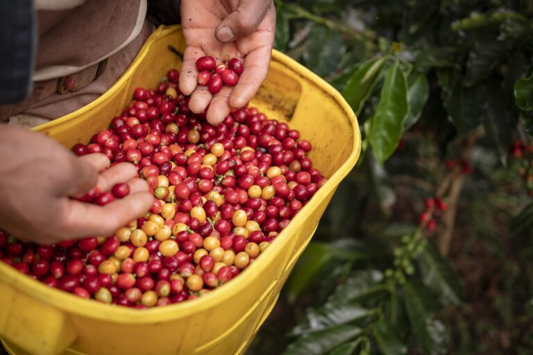 Tipos de café de grano para disfrutar en casa: descúbrelos